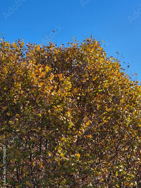 Fototapeta background of autumn leaves of a tree.