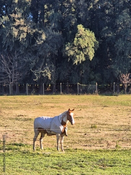 Fototapeta Portrait of a horse in the field.