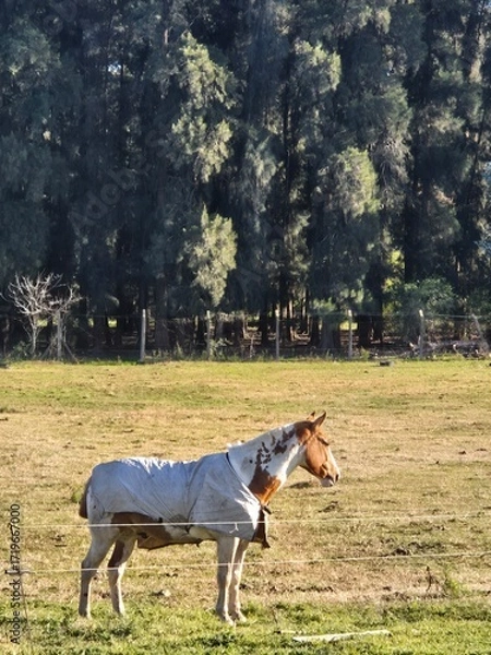 Fototapeta Portrait of a horse in the field.
