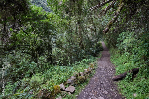 Fototapeta A winding trail through lush greenery leads the way to the mighty Gocta Waterfalls. Each step along this serene path invites travelers deeper into the heart of the Amazonas region.