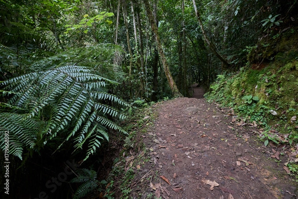 Fototapeta A winding trail through lush greenery leads the way to the mighty Gocta Waterfalls. Each step along this serene path invites travelers deeper into the heart of the Amazonas region.