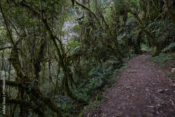 Fototapeta A winding trail through lush greenery leads the way to the mighty Gocta Waterfalls. Each step along this serene path invites travelers deeper into the heart of the Amazonas region.