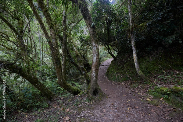Fototapeta A winding trail through lush greenery leads the way to the mighty Gocta Waterfalls. Each step along this serene path invites travelers deeper into the heart of the Amazonas region.