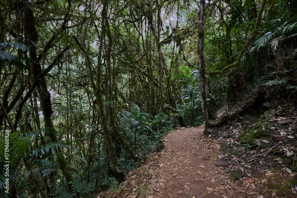Fototapeta A winding trail through lush greenery leads the way to the mighty Gocta Waterfalls. Each step along this serene path invites travelers deeper into the heart of the Amazonas region.