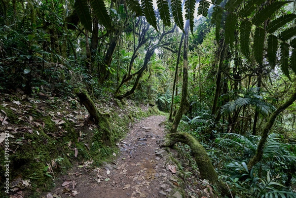 Fototapeta A winding trail through lush greenery leads the way to the mighty Gocta Waterfalls. Each step along this serene path invites travelers deeper into the heart of the Amazonas region.
