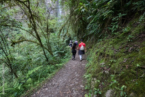 Fototapeta A winding trail through lush greenery leads the way to the mighty Gocta Waterfalls. Each step along this serene path invites travelers deeper into the heart of the Amazonas region.