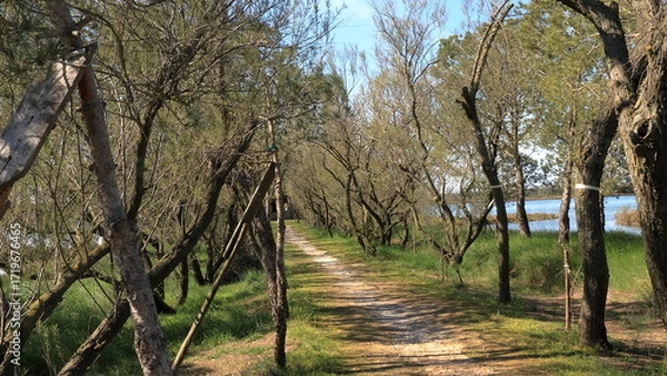 Obraz trees in the park