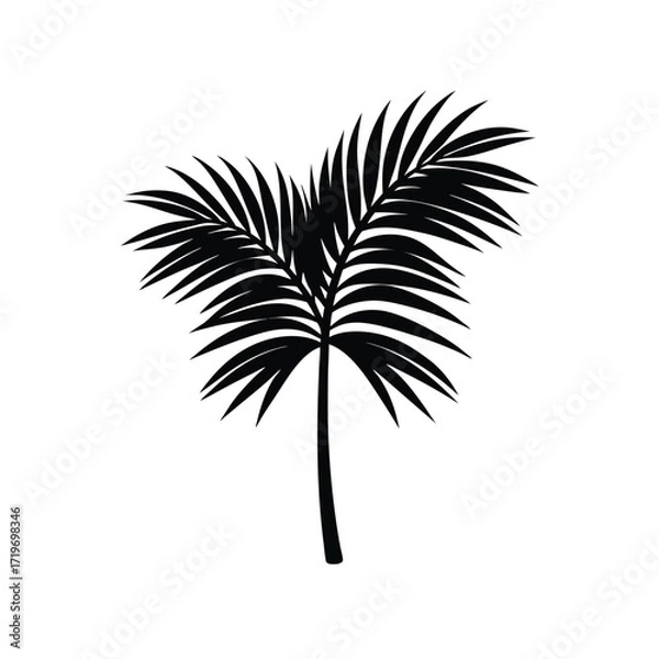 Fototapeta Date palm branch part silhouette vector illustration