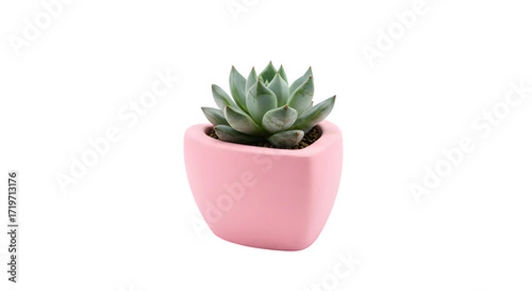 Obraz Green succulent in pink pot isolates on black. Uses soft lighting. Ideal for product staging, branding, and social media.