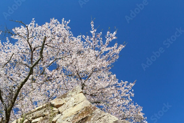 Fototapeta 津山城 -春爛漫感動の桜-