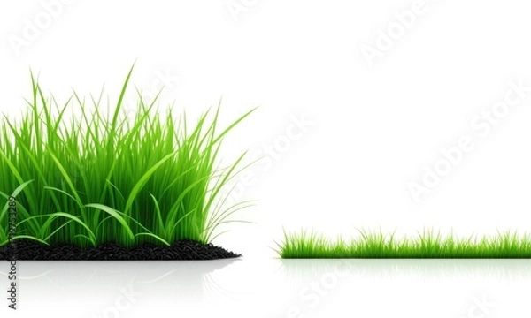 Fototapeta Lush green grass contrasted with sparse growth on white background