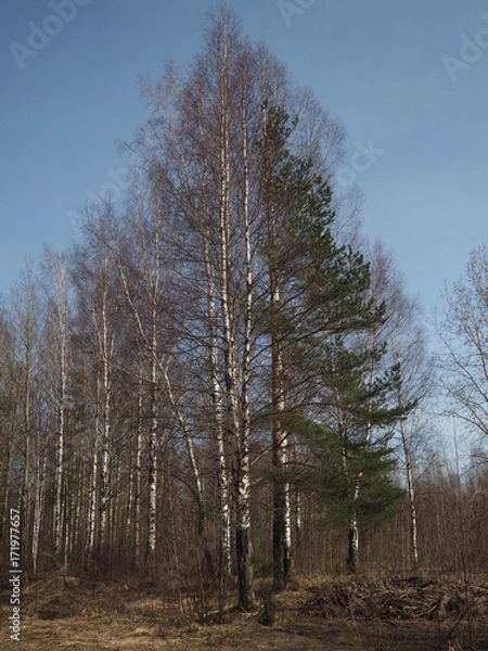 Obraz Spruce and birch.