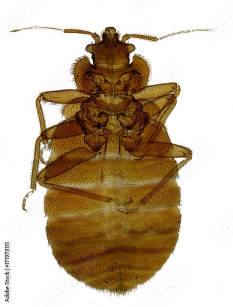 Fototapeta Bed Bug Photomicrograph