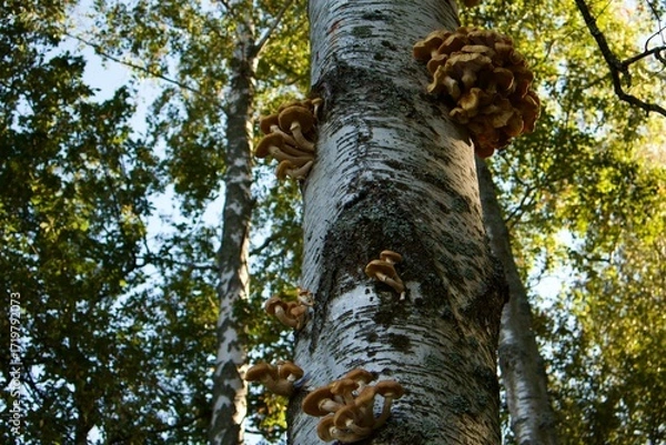 Fototapeta Honey mushrooms growing on a birch trunk in the forest. Clusters of fungi climb up the bark, forming a natural autumn scene in the sunlight.