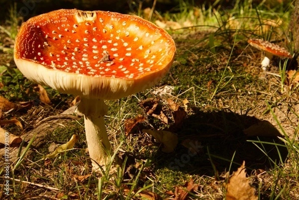 Fototapeta Large red fly agaric with white spots growing in forest grass. The bright mushroom cap is lit by the sun, contrasting with the shadow and autumn leaves on the ground.