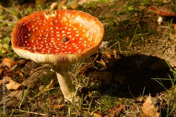 Obraz Bright red fly agaric with white spots growing in the forest clearing. Its cap with a distinctive pattern stands out among grass and autumn leaves.