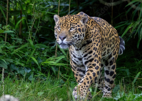 Obraz Jaguar looking upwards