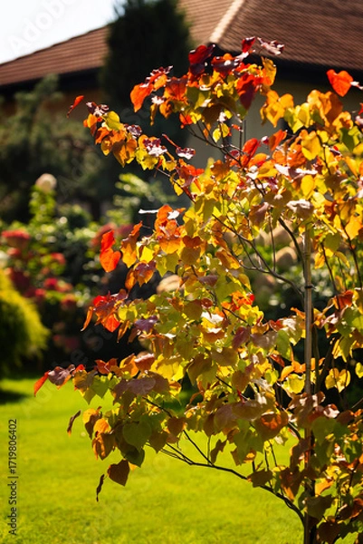 Obraz Eternal flame (Cercis canadensis), colorful leaf, yellow, green, orange, red. A tree as an ornament, decoration, summer garden. Heart-shaped leaves. Background for design or wallpaper