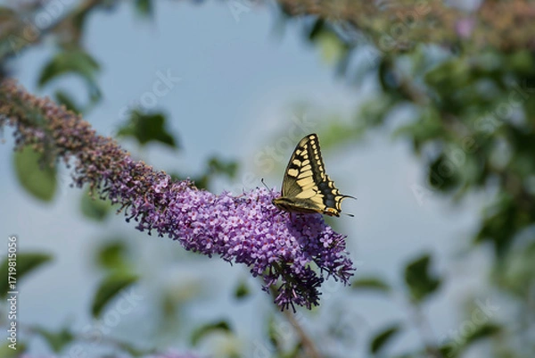 Fototapeta Old World Swallowtail or common yellow swallowtail (Papilio machaon) sitting on summer lilac in Zurich, Switzerland