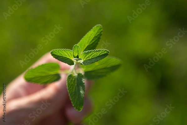 Fototapeta A sprig of mint in the hand on a blurred green background