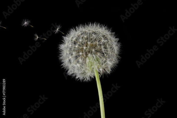 Obraz Dandelion Blowing