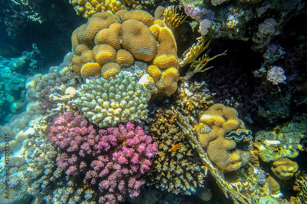 Fototapeta Coral reef underwater. Golden porites with purple pocillopora and blue acropora colonies near