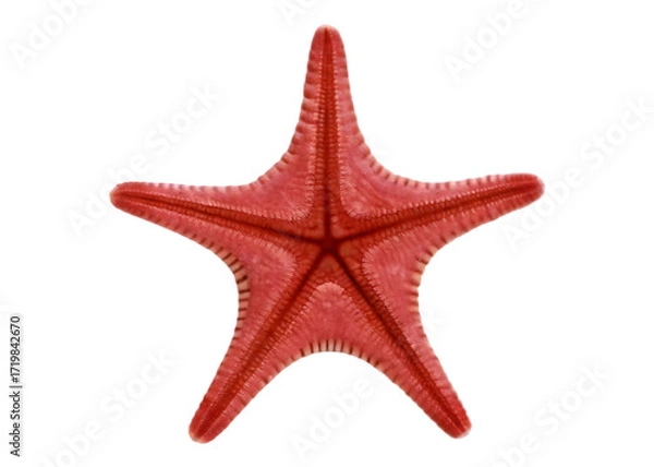 Obraz Red starfish underside view on transparent background isolated on a transparent background