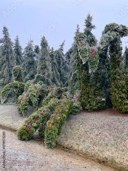 Fototapeta Cedar trees bent and broken after heavy ice storm