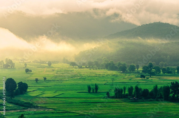 Fototapeta Beautiful view of morning light hitting fog, mountains, trees and green rice fields in the countryside in Chiang Rai. Northern Thailand.