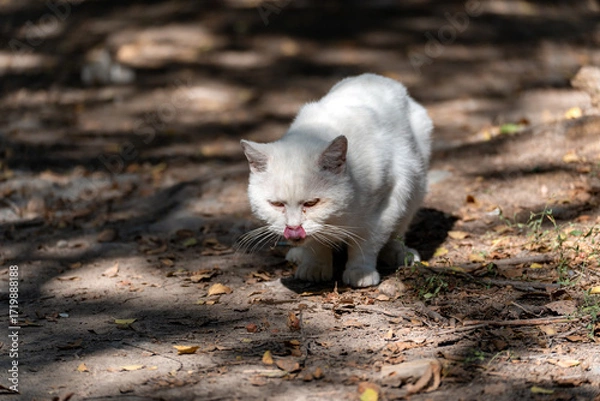 Fototapeta A stray, hungry white cat eats greedily wet food from the dirty ground, sticking out its tongue in the sunlight.