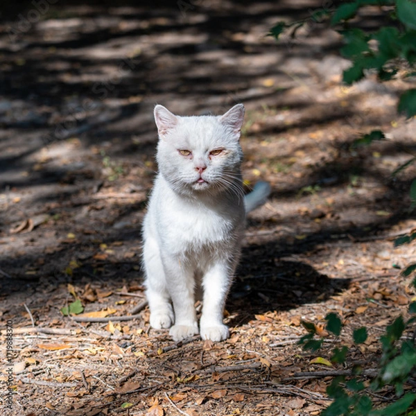 Fototapeta A homeless white hungry cat with yellow sick eyes looks at the camera, standing on the dirty ground and illuminated by sunlight, square photo.