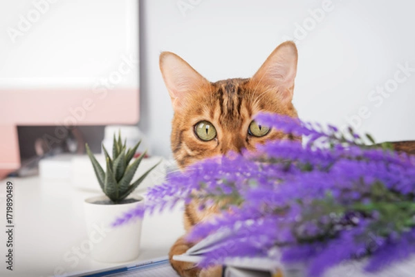 Fototapeta A playful Bengal cat peeks out from behind a lavender branch.