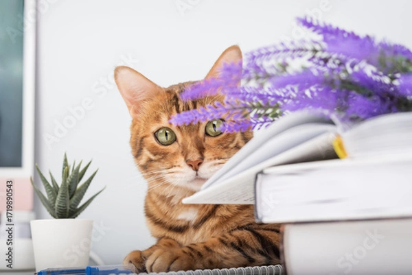 Fototapeta A playful Bengal cat peeks out from behind a lavender branch.