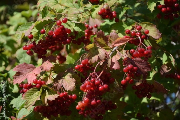 Obraz Природа (Деревья)