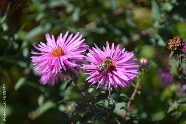 Obraz Природа (Цветы)