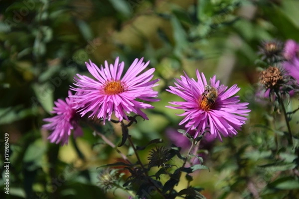 Obraz Природа (Цветы)