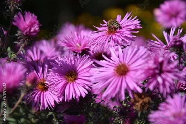 Obraz Природа (Цветы)