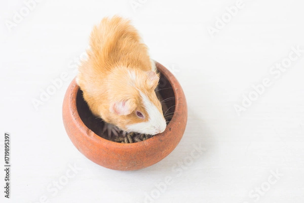 Fototapeta Hamster in a clay pot on a white background, isolate.