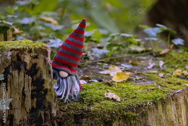 Obraz Wichtel hinter einem altem Baumstamm