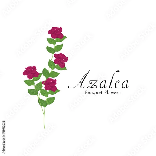Obraz Azalea plant flower vector illustrations.