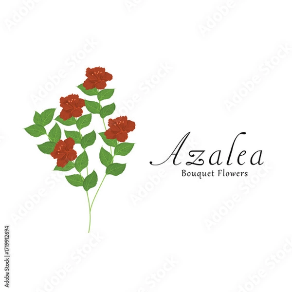 Obraz Azalea plant flower vector illustrations.