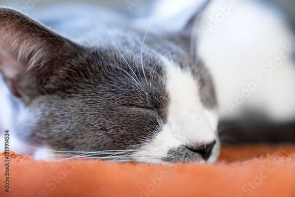 Fototapeta Cute gray white cat on orange plaid. Pet warms under a blanket in cold winter weather. a gray and white cat sleeping under a blanket. Pets friendly and care concept. domestic cat on sofa
