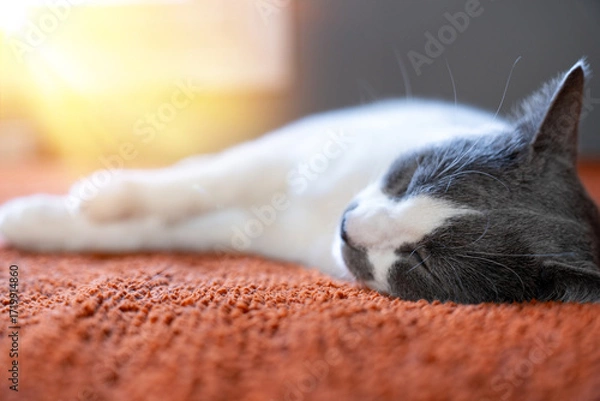Fototapeta Cute gray white cat on orange plaid. Pet warms under a blanket in cold winter weather. a gray and white cat sleeping under a blanket. Pets friendly and care concept. domestic cat on sofa
