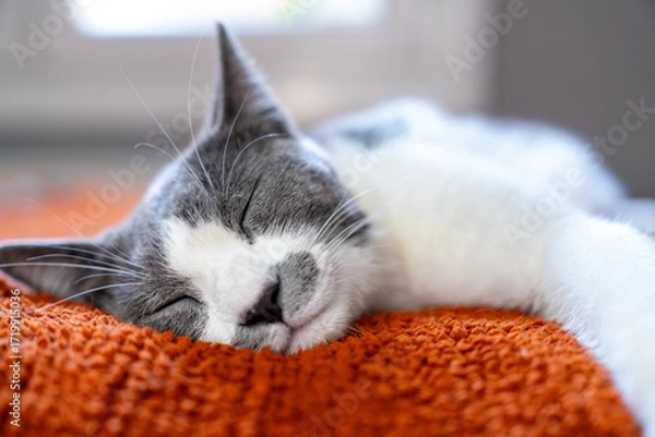 Fototapeta Cute gray white cat on orange plaid. Pet warms under a blanket in cold winter weather. a gray and white cat sleeping under a blanket. Pets friendly and care concept. domestic cat on sofa
