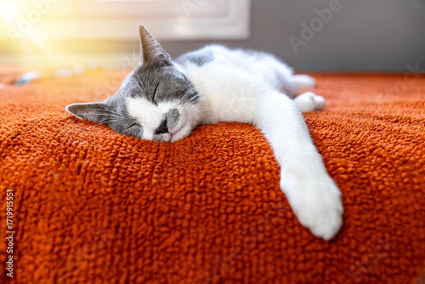 Fototapeta Cute gray white cat on orange plaid. Pet warms under a blanket in cold winter weather. a gray and white cat sleeping under a blanket. Pets friendly and care concept. domestic cat on sofa
