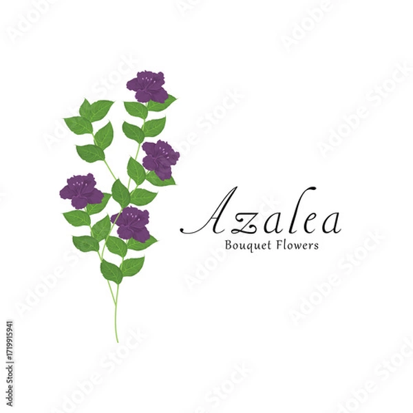 Obraz Azalea plant flower vector illustrations.