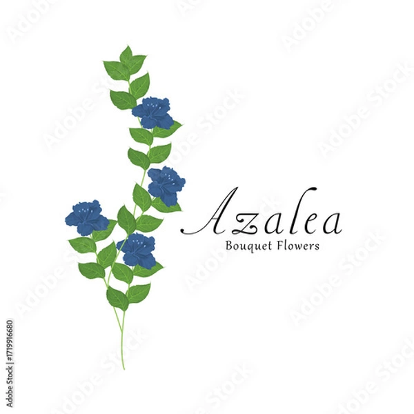 Obraz Azalea plant flower vector illustrations.
