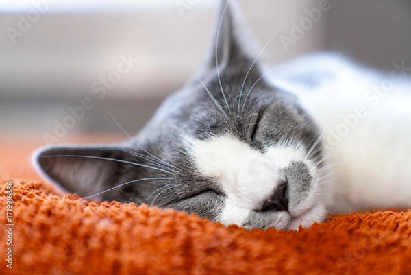 Fototapeta Cute gray white cat on orange plaid. Pet warms under a blanket in cold winter weather. a gray and white cat sleeping under a blanket. Pets friendly and care concept. domestic cat on sofa
