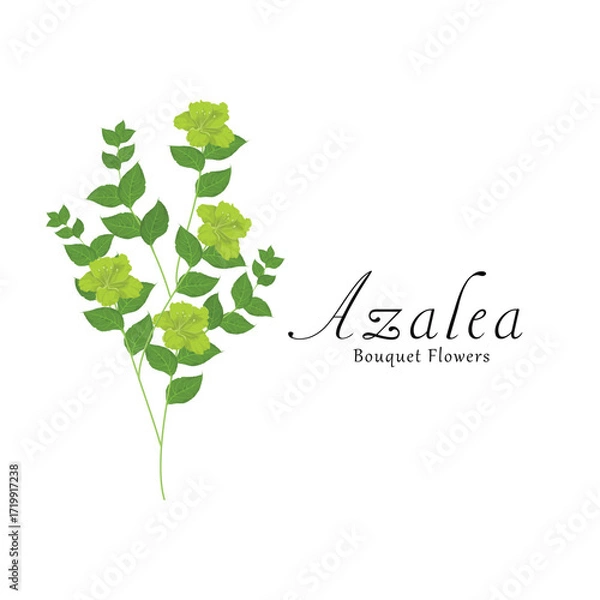 Obraz Azalea plant flower vector illustrations.