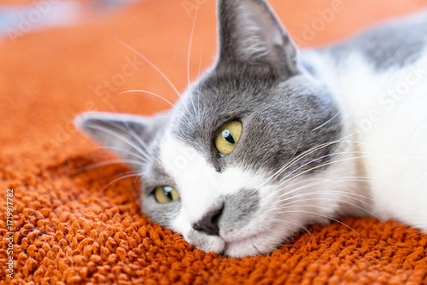 Fototapeta Cute gray white cat on orange plaid. Pet warms under a blanket in cold winter weather. a gray and white cat sleeping under a blanket. Pets friendly and care concept. domestic cat on sofa
